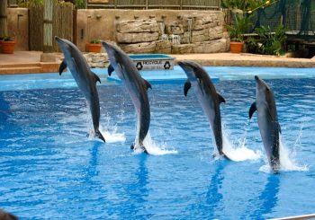 dolphin show