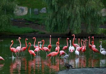 shekvetili-dendrological-park-te